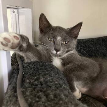 Star -  Domestic Short Hair Cat for Adoption in Roanoke, Virginia - Star | PetCurious