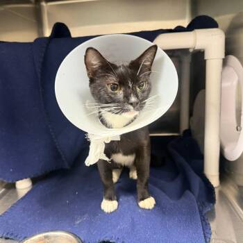 Kirby -  Domestic Short Hair Cat for Adoption in Gainesville, Florida - Kirby | PetCurious