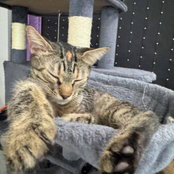 Crystal -  Domestic Medium Hair Cat for Adoption in Tampa, Florida - Crystal | PetCurious