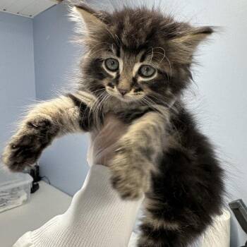 Rudy -  Siberian and Maine Coon Cat for Adoption in Mount Vernon, Illinois - Rudy | PetCurious