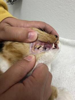 Lundy -  Domestic Short Hair Cat for Adoption in Portland, Oregon - Lundy | PetCurious