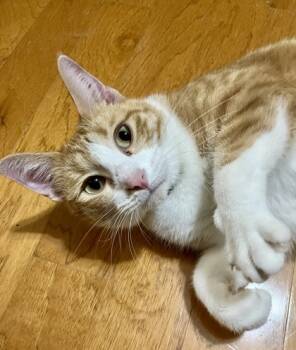 Rescue Domestic Short Hair Cats for Adoption in Fort Worth, Texas - Garfields Ex (pre Adopt) | PetCurious