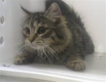 Domestic Medium Hair Cats Available for Adoption - SQUEAKY | PetCurious