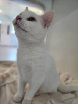 Snow White -  Domestic Short Hair Cat for Adoption in Columbus, Indiana - Snow White | PetCurious