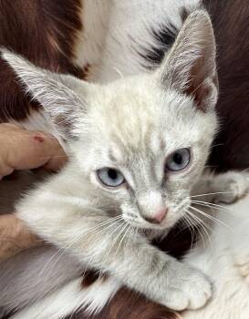 Siamese and Tabby Cats Available for Adoption in San Diego, California - Sancocho | PetCurious