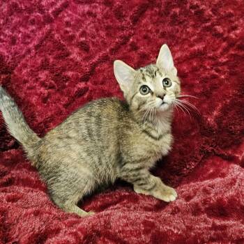 Fork -  Domestic Short Hair and Tabby Cat for Adoption in Searcy, Arkansas - Fork | PetCurious