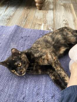 Domestic Short Hair Cats Available for Adoption - Becca | PetCurious