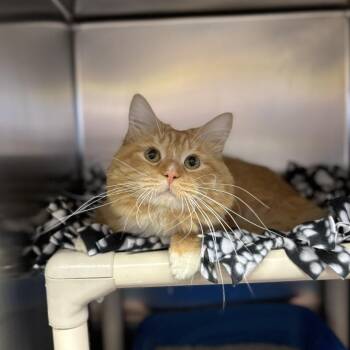 Domestic Medium Hair Cats Available for Adoption in Fargo, North Dakota - Osbert | PetCurious