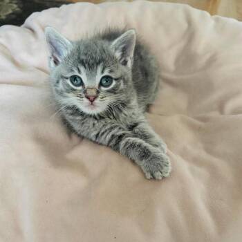 Strider -  Domestic Short Hair Cat for Adoption - Strider | PetCurious