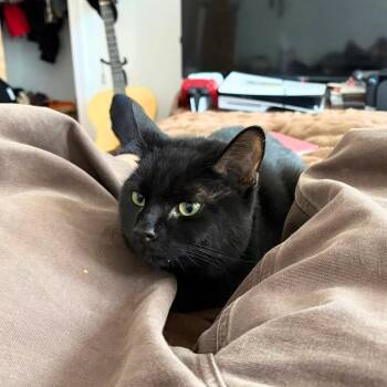 Machi Koro -  Domestic Short Hair Cat for Adoption - Machi Koro | PetCurious