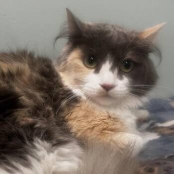 Cindy -  Domestic Medium Hair Cat for Adoption in Pittsford, Vermont - Cindy | PetCurious