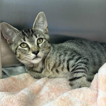 Rescue Domestic Short Hair Cats for Adoption in Wantagh, New York - Ziggy | PetCurious