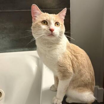 Steve -  Domestic Short Hair Cat for Adoption in Chicago, Illinois - Steve | PetCurious