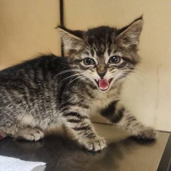 Dew -  Domestic Short Hair Cat for Adoption in Shinnston, West Virginia - Dew | PetCurious