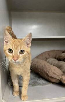 Prince -  American Shorthair Cat for Adoption in Cashiers, North Carolina - Prince | PetCurious