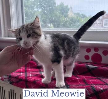David Meowie -  Domestic Short Hair Cat Available for Adoption in Berkeley Springs, West Virginia - David Meowie | PetCurious