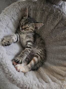 Linda -  Domestic Short Hair Cat for Adoption in Glendale, Arizona - Linda | PetCurious