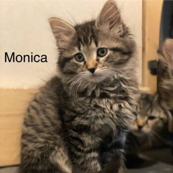 Monica -  Domestic Short Hair Cat for Adoption in Centerville, Tennessee - Monica | PetCurious