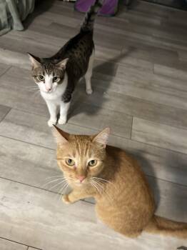 Rescue Domestic Short Hair Cats for Adoption in Tampa, Florida - Finn & Murphy | PetCurious