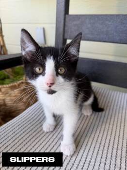 Slippers -  Domestic Short Hair Cat for Adoption in San Jacinto, California - Slippers | PetCurious