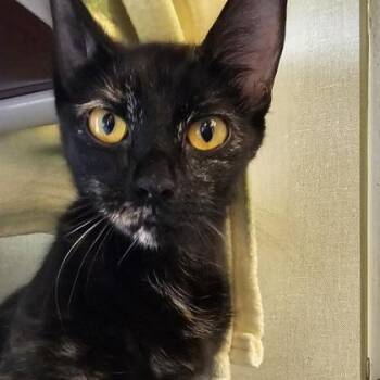 Whitney -  Domestic Short Hair Cat for Adoption in Schenectady, New York - Whitney | PetCurious