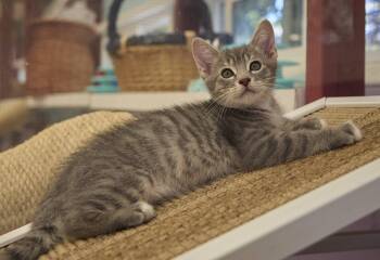 Byron -  Domestic Medium Hair Cat for Adoption in Santa Barbara, California - Byron | PetCurious