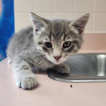 Olso -  Domestic Short Hair Cat Available for Adoption in Dixon, Illinois - Olso | PetCurious