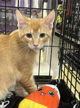 GEORGE -  Domestic Short Hair Cat for Adoption in Northfield, Ohio - GEORGE | PetCurious