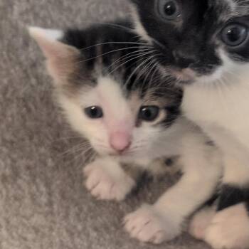 Domestic Short Hair Cats Available for Adoption in Park Row, Texas - Goose | PetCurious