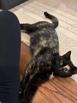 Domestic Short Hair Cats Available for Adoption in Roxboro, North Carolina - Rosie | PetCurious