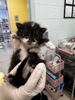 Domestic Short Hair Cats Available for Adoption in Columbus, Indiana - Coco | PetCurious