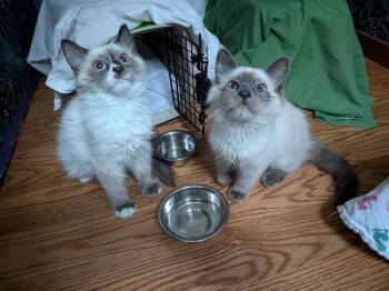 Hunk and Allura -  Domestic Short Hair Cat for Adoption in Seattle, Washington - Hunk And Allura | PetCurious