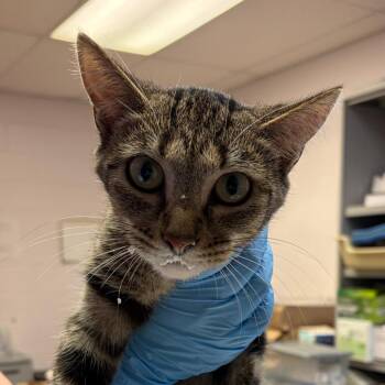 Apple -  Domestic Short Hair Cat Available for Adoption in Newark, New Jersey - Apple | PetCurious