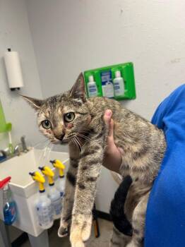 Pepper -  Domestic Short Hair Cat for Adoption in Lockhart, Texas - Pepper | PetCurious