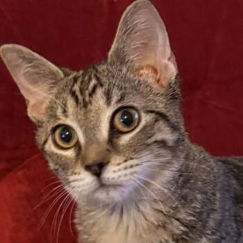 Rosalie -  Domestic Short Hair Cat for Adoption in Grand Rapids, Minnesota - Rosalie | PetCurious