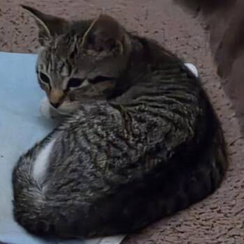 ShopRite -  Domestic Short Hair Cat Available for Adoption in Voorhees Township, New Jersey - ShopRite | PetCurious