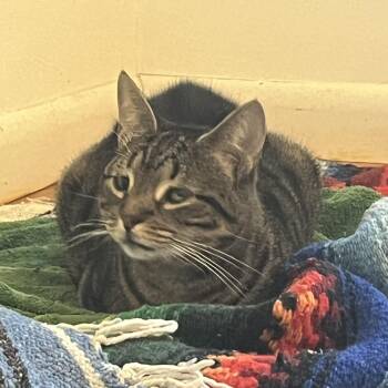 Domestic Short Hair Cats Available for Adoption in Gardiner, New York -  ROFL, The Comical #CatWho