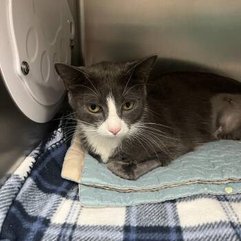 Tally -  Domestic Short Hair Cat for Adoption in Lakeland, Florida - Tally | PetCurious