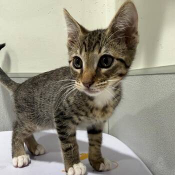 Domestic Short Hair Cats Available for Adoption in Tampa, Florida - Sparks | PetCurious