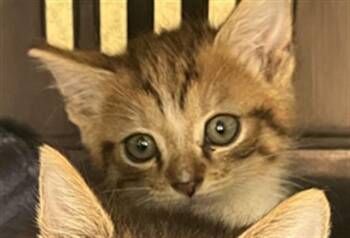 A798797 -  Domestic Short Hair Cat for Adoption in Louisville, Kentucky - A798797 | PetCurious