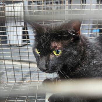 American Shorthair Cats Available for Adoption - Quinn | PetCurious