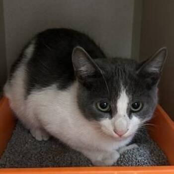 Elliott -  Domestic Short Hair Cat for Adoption in Durango, Colorado - Elliott | PetCurious