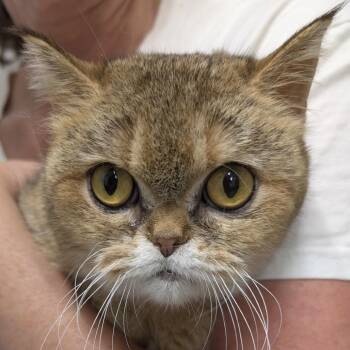 Bonnie -  Scottish Fold Cat for Adoption in Calverton, New York - Bonnie | PetCurious