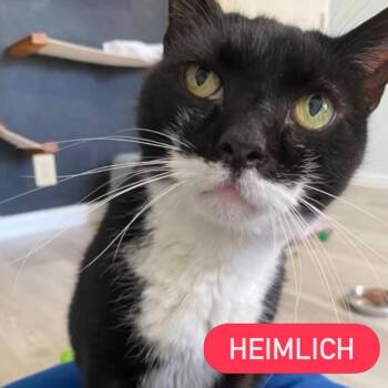 HEIMLICH -  Domestic Short Hair Cat for Adoption in Pegram, Tennessee - HEIMLICH | PetCurious