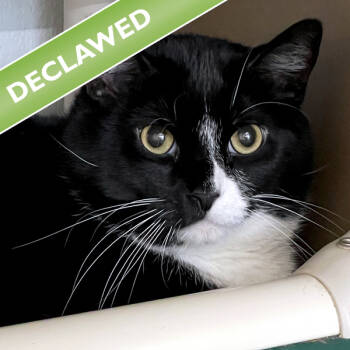 Rescue Domestic Short Hair Cats for Adoption in Des Moines, Iowa - Tuxedo -- Bonded Buddy With Tim | PetCurious