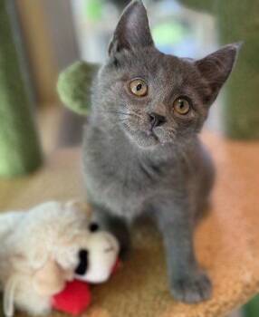 Fauquier -  Domestic Short Hair Cat for Adoption in Midland, Virginia - Fauquier | PetCurious
