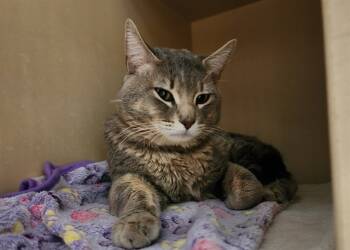 Rescue Domestic Short Hair Cats for Adoption in Colorado Springs, Colorado - DOUG | PetCurious