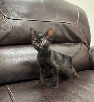 Davey -  Domestic Short Hair Cat for Adoption in Newberg, Oregon - Davey | PetCurious