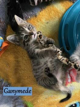 Rescue Domestic Short Hair Cats for Adoption - Ganymede | PetCurious