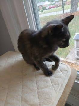 Daffodil -  Domestic Short Hair Cat for Adoption in Raleigh, North Carolina - Daffodil | PetCurious